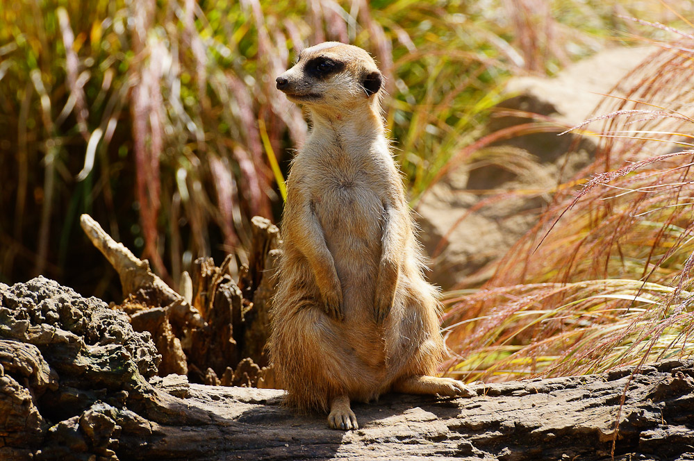 SLT-A57 - 70-300mm F4-5.6